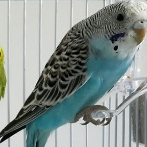 Meet your Posher, Martha